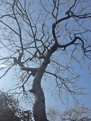 Indian Ash