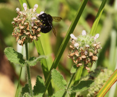 Stachys pycnantha