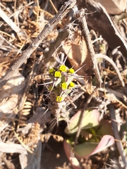 Euphorbia schinzii