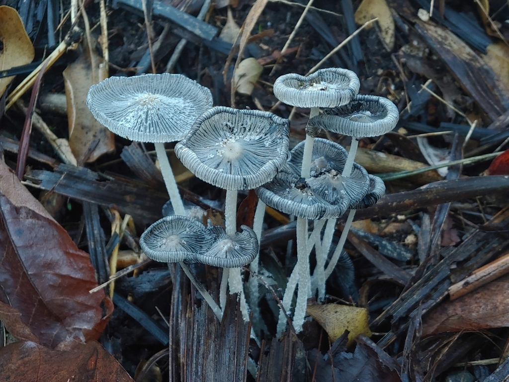 Coprinopsis afrocinerea