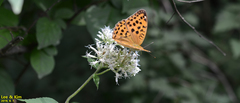 Argynnis laodice