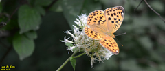 Argynnis laodice