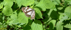 Melanargia epimede