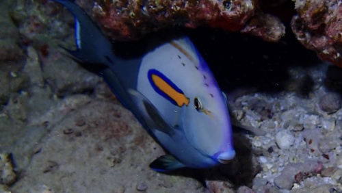 Orangeblotch Surgeonfish