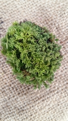 Pseudocrossidium crinitum