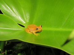 Dendropsophus mathiassoni