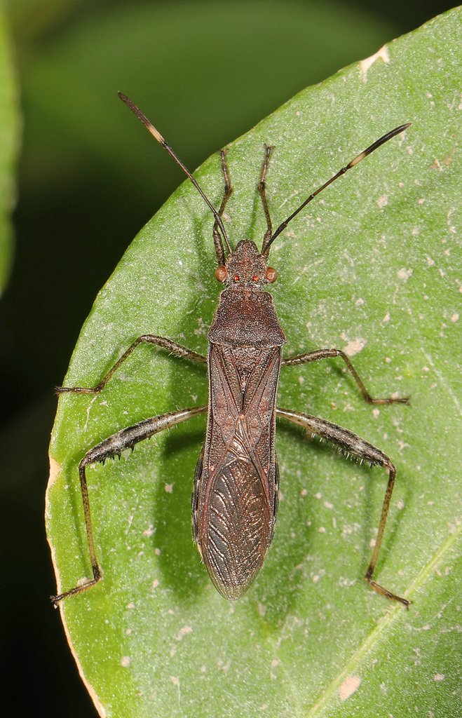 Spot-winged Broad-headed Bug