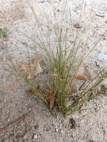 South American Rush (Juncus capillaceus)