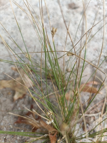Image of Juncus capillaceus by (c) Jessleena Suri, some rights reserved (CC BY)