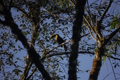 Ramphastos brevis