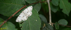 Ophthalmitis albosignaria