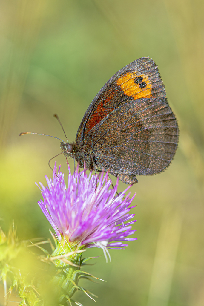 Zapater's Ringlet