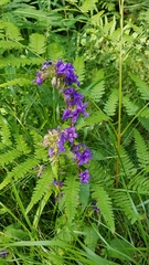 Campanula glomerata glomerata
