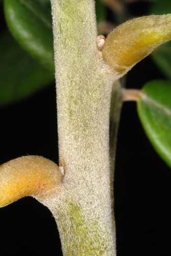Sophora tomentosa