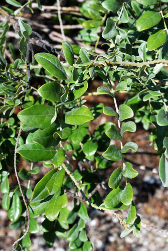 Sophora tomentosa