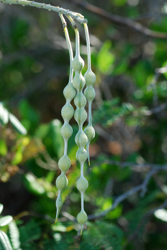 Sophora tomentosa