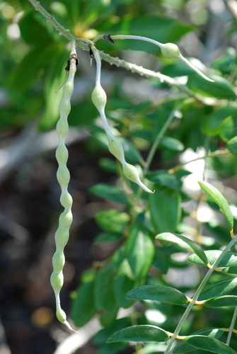 Sophora tomentosa