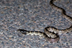 Lampropeltis splendida