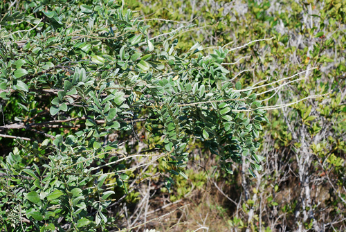 Sophora tomentosa