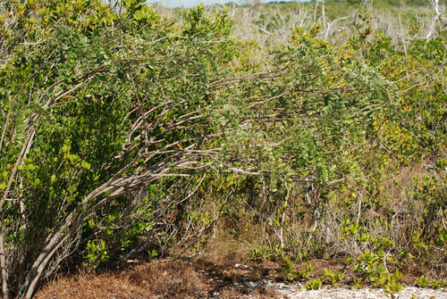 Sophora tomentosa