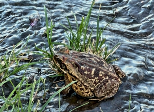 Cururu Toad