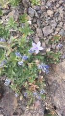 Campanula piperi