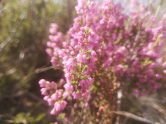 Erica placentiflora
