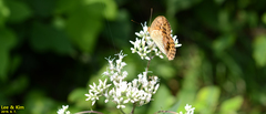 Argynnis laodice