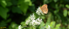 Argynnis laodice