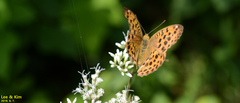 Argynnis laodice