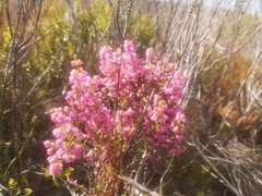 Erica placentiflora