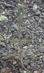 Achillea alpina camtschatica