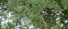 Metasequoia glyptostroboides