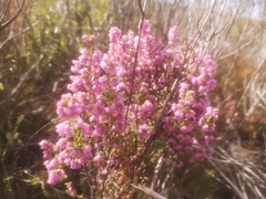 Erica placentiflora