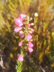 Erica elimensis