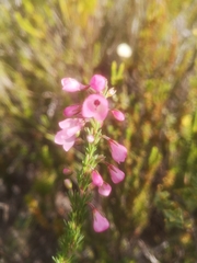 Erica elimensis