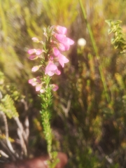 Erica elimensis