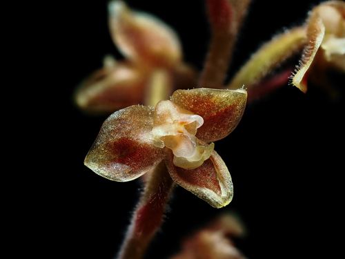 Macodes petola, photograph 2