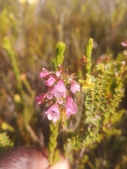 Erica elimensis