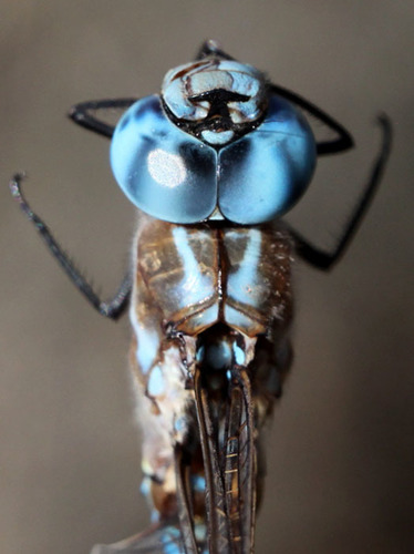 Blue-eyed Darner
