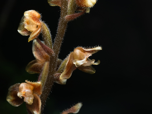 Macodes petola, photograph 3