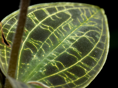 Macodes petola, photograph 4