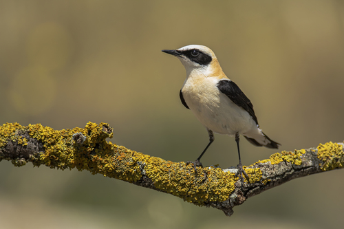 Western Black-eared Wheatear