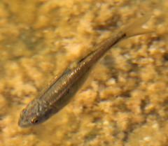 Hesperoleucus symmetricus