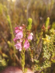 Erica elimensis