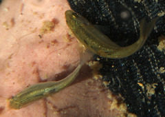 Hesperoleucus symmetricus