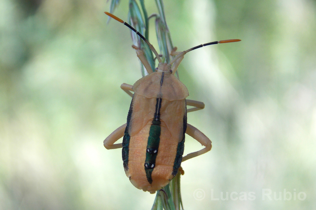 Cnemyrtus scriptus