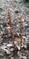 Orobanche hederae