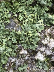 Physcia adscendens