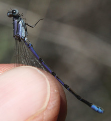 Argia hinei
